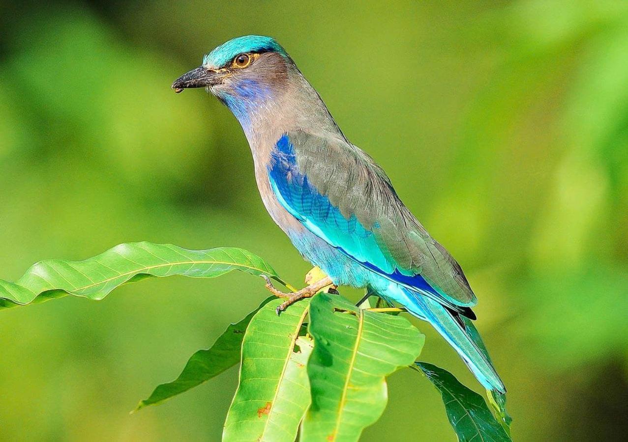 Samui Blue Bird Frühstückspension *